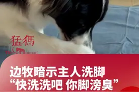 边牧暗示主人洗脚：“快洗洗吧 你脚滂臭”