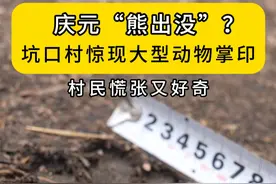 庆元“熊出没”？坑口村惊现大型动物掌印 村民慌张又好奇 （记者 朱琳鹏 实习生 吴展鹏）#庆元#本地新闻#百山祖国家公园视频封面