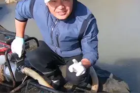 赶海盘到一个泥沙坑，没抽干就发现大鲨鱼，结果抓到不止一条哦视频封面