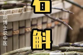 被称为仙草的#石斛 #铁皮石斛 #滋阴 #胡博士说中医视频封面