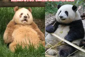 熊猫为什么只生活在四川周边，不是不想出远门，而是条件不允许视频封面