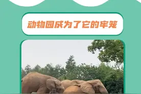 希望动物园能够做到真正的保护动物#大象 #动物园 #霸凌行为零容忍 #动物世界