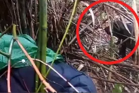 男子被困山中失联三天，他的小狗始终在一旁不离不弃，狗叫声引来搜救队成功获救#极限救援视频封面