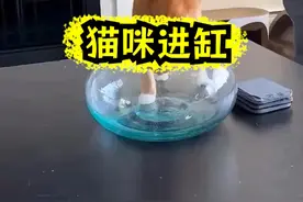 二咪子真厉害，缩骨功练的真不错 二咪子真厉害，缩骨功练的真不错#宠物搞笑   #韩哥萌宠视频封面