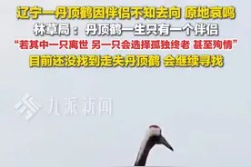 7月22日报道，辽宁北票，#丹顶鹤因伴侣走失原地哀鸣不吃不喝  ，林草局：会帮它寻找“爱人”。