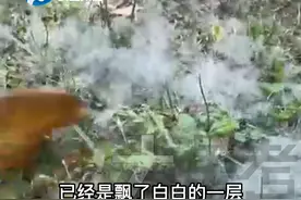 4月8日，河南郑州。又是一年四月初，郑州的柳絮又来了！#河南dou知道 #柳絮 @大参考狮子 视频封面