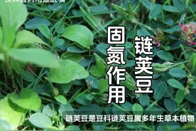 链荚豆固氮作用 #植物科普小知识 #绿色植物 #中草药 #观赏植物