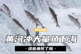 淡水鱼无法在海中生存，黄河每天把大量鱼冲下海，这些鱼死了吗？ （2）#黄河入海口 #鱼 #淡水鱼 #涨知识