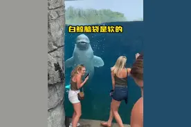 白鲸的脑袋是软的，它们不仅会唱歌而且还拥有16块腹肌的。 #白鲸真的太治愈了  #海洋生物科普  #水族馆 #白鲸吃冰 #知识前沿派对