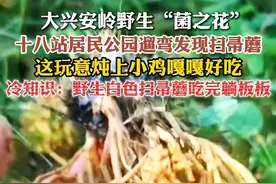 大兴安岭野生“菌之花”，十八站居民公园遛弯发现扫帚蘑，这玩意炖上小鸡嘎嘎好吃，冷知识：野生白色扫帚蘑吃完躺板板#黑龙江的清凉邀约  #绿色龙江