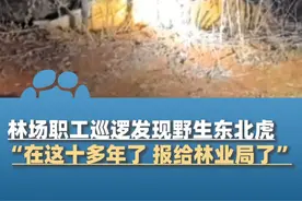 11月13日，黑龙江牡丹江，林场职工夜晚巡逻发现野生东北虎，“在这十多年了 报给林业局了”视频封面