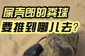 屎壳郎的粪球要推到哪里去？ #自然奇境科普季 @对不上焦的阿表 #新疆旅游