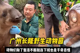 广州长隆野生动物园，动物们除了整活不断就连下班也是千奇百怪！视频封面