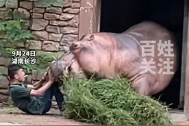 惊险！动物园河马张开大口欲攻击饲养员，涉事动物园回应......视频封面
