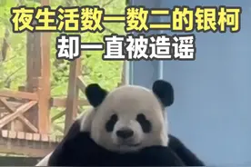 熊猫界夜生活数一数二的银柯，却一直被造谣，临沂动物园好委屈啊视频封面