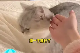 好家伙，问题找到了，原来是嫌弃我们狗狗没有边界感#猫咪 #狗狗 #一语道破天机 #动物趣事视频封面