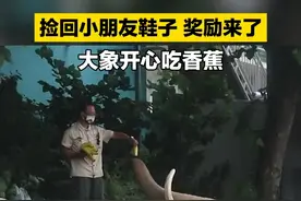 8月14日，山东威海，大象用鼻子帮小朋友捡回掉落的鞋子。工作人员奖励香蕉。视频封面