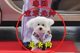 泰国王室财富世界第一，生活奢华随心所欲，还任命狗当空军大元帅视频封面
