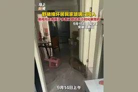 野猪撞坏居民家玻璃门闯入，房间内还有孩子，多部门联动半小时化解危机。（编辑：庄芳 校对：方金友 审核：刘青元 审签：陈敏娟）