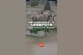 美国5.2级地震时监控拍下感人一幕 大象围圈护住小象  动物园：持续大约4分钟，系动物本能视频封面