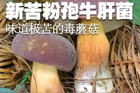 味道极苦的毒蘑菇：新苦粉孢牛肝菌 味道极苦的毒蘑菇：新苦粉孢牛肝菌#科普 #野生菌 #采蘑菇 #捡菌子 #毒蘑菇