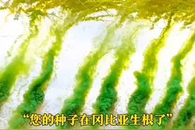 “您的种子在冈比亚生根了！”6月11日，湖南长沙，袁隆平墓前多了一袋特殊的稻米，是非洲农民不远万里亲手送来的。据悉，穆萨曾来湖南向#袁隆平院士 学习杂交水稻种植。