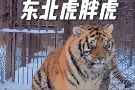 最委屈的东北虎，胖虎！不知道的还以为它被欺负了呢 #东北虎 #老虎 #神奇动物 #动物的迷惑行为 #神奇动物在抖音视频封面