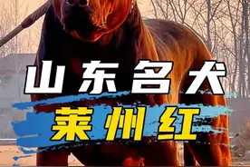 国产狗界西装暴徒，来自山东的莱州红！ #莱州红 #莱州红犬 #山东名犬 #猛犬视频封面
