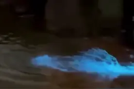 罕见！爆发级“蓝眼泪”惊艳海岸！太美太梦幻视频封面