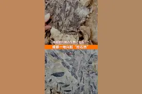律师提醒，古生物化石资源国家所有，未经批准的发掘将面临没收罚款等处罚 @DOU+小助手视频封面