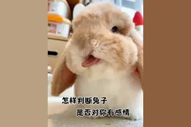 怎么样判断兔子喜不喜欢你呢 #兔子喜欢主人的表现 #萌宠 #养兔人 #兔子
