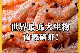 南极磷虾，世界上最庞大的生物群体，堪称未来粮仓！ #科普 #好物分享  #南极磷虾  #下酒菜  #美食