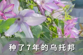 种了7年的乌托邦，轻松开成大花墙 感谢花友@幸福的逃兵 分享！#铁线莲 #花卉绿植 #记录我的种植生活 #海蒂的花园 @抖音短视频视频封面