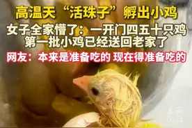 #高温天“活珠子”直接孵出小鸡 ！ 网友：本来是准备吃的！现在得准备吃的。（来源:可可可心 ）