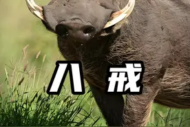 犹猪：我命由我不由天，苟活一天是一天 #动物世界 #动物科普