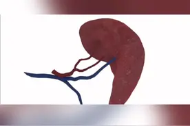 脾脏的功效和养护方法#健康小常识 视频封面