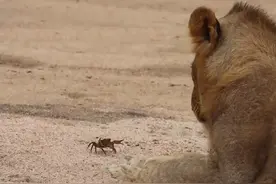 看撒子嘛看，再看把你眼睛夹爆！ #四川方言 #搞笑配音视频封面