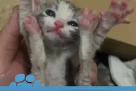 2月20日，广东揭阳，3只猫崽被遗弃在垃圾桶奄奄一息，女子及时救起喂养：比死神先到一步视频封面