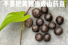 野外常见的酷似山药和山药豆的有微毒的黄独你认识吗？ #植物科普视频封面