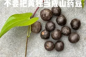 野外常见的酷似山药和山药豆的有微毒的黄独你认识吗？ #植物科普视频封面
