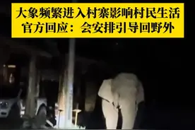近期，云南普洱多个村寨遭大象频繁“入侵”，镇政府回应：已经与林业部门对接，尝试将大象引导到没人的地方。视频封面