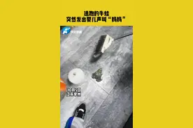 10月5日，江苏常州，逃跑的牛蛙突然发出婴儿声叫“妈妈”。#牛蛙 #萌宠 