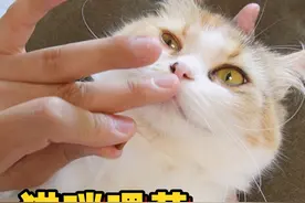 还不知道咋给猫咪喂药？一招教你搞定 #新手养猫 
#养猫经验分享 
#猫咪喂药视频封面