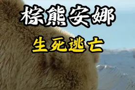 棕熊安娜 不惜付出一只手臂的代价，也要守护住自己的儿女。视频封面