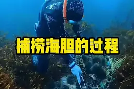 为什么潜水员捕捞完海胆都要开几个给鱼吃 #海胆 #雀鲷 #全球看点 #有趣的知识又增长了