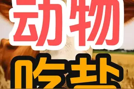 为什么人类需要不断吃盐，而动物们却不用？ #进化论 #科普视频封面