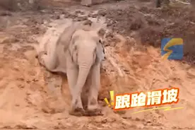 2月17日，广东清远。强迫大象表演“滑滑梯”？长隆度假区：不是动物表演，是行为展示。#大象 #滑滑梯 #动物表演视频封面