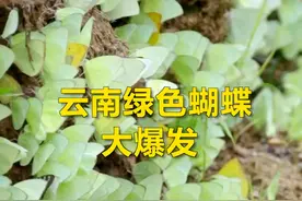#云南绿色蝴蝶大爆发  #绿蝴蝶飞起来的一幕像极了特效  网友：以为树叶长翅膀了！视频封面