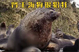 繁殖能力哪家强，肾王海狗很猖狂 #动物科普 #神奇动物 #海狗视频封面