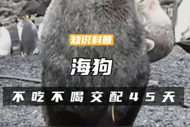 一天多达30次，不吃不喝交配时间45天，海狗为何这么厉害（二）#科普 #涨知识 #海狗 #动物视频封面